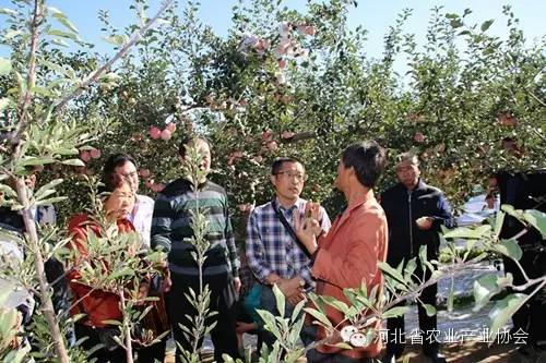 協(xié)會(huì)組團(tuán)赴慶陽(yáng)考察蘋果開心形，收獲滿滿
