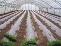 打造強(qiáng)根，就在蔬菜定植時(shí)