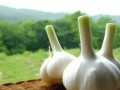 21種不噴農(nóng)藥自然防蟲的小秘密，你知道幾個