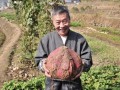 農(nóng)村種紅薯的俗語，高產(chǎn)訣竅說清了