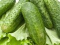 水果黃瓜怎么種？做好這幾點(diǎn) 高產(chǎn)不是夢(mèng)！