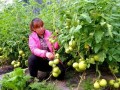 打頂、去杈、整枝，去葉原則必不可少！蔬菜去葉存在3個(gè)誤區(qū)