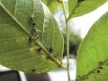 蚜蟲(chóng)生長(zhǎng)發(fā)育高峰期，試試這些防治方法