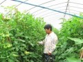 整枝不講究，滿園都是病