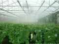 白天高溫炎熱，晚上棚室怎么辦？