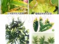 “氮”長葉子”磷“長果，“鉀肥”不足長柴火