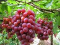 8月份高溫，葡萄樹要這樣管理，才會碩果累累