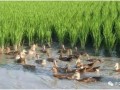 養(yǎng)殖又出新政策！種養(yǎng)結(jié)合成為補貼熱點！