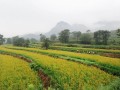 邯鄲、承德、唐山……河北各地大力發(fā)展特色產(chǎn)業(yè)，提升農(nóng)業(yè)質(zhì)量效益和競爭力