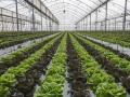 大棚蔬菜連作障礙怎么破？