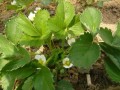 大棚草莓花期管理關(guān)鍵技術(shù)！