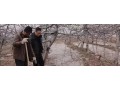 果園冬灌好處多，但是灌水時間要準(zhǔn)確
