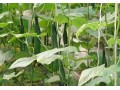 瓜類蔬菜裂蔓？誰說只有蔓枯?。∵€有這幾個原因