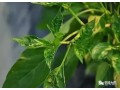 辣椒小葉病怎么防治？需注意辨明病因，對(duì)癥用藥