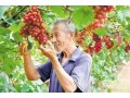 全省首批！河北這55縣區(qū)獲評(píng)農(nóng)產(chǎn)品“金字招牌”！快看有你家鄉(xiāng)嗎？