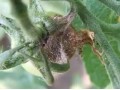 大棚茄子、番茄、黃瓜的高發(fā)病害，重者絕收，看看是什么病，怎么治？