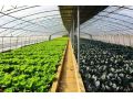 早春冷棚蔬菜管理，這些事項(xiàng)千萬(wàn)要注意！