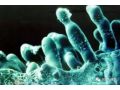 什么是真菌病害？什么是細菌病害？如果不懂后果很嚴重
