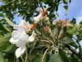 蘋(píng)果謝花后至套袋前，這些病蟲(chóng)害要注意！