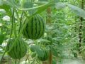 西瓜種植過(guò)程中，你是否了解蔓枯病、炭疽病和枯萎??？