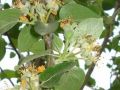 蘋(píng)果謝花后至套袋前各種病蟲(chóng)齊發(fā)，防治方案看這里