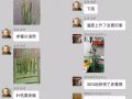 5月，讓小麥減產(chǎn)50%的病蟲(chóng)都來(lái)了！抓緊防治！