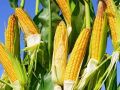 夏收在即，下一季作物種啥好呢？