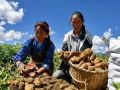 農(nóng)業(yè)農(nóng)村部副部長(zhǎng)屈冬玉：2.6億小農(nóng)戶如何銜接現(xiàn)代農(nóng)業(yè)？