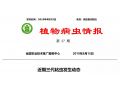 拯救玉米：除了遷徙來的妖蛾子，三代粘蟲已大面積暴發(fā)。