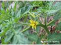 西紅柿花期實戰(zhàn)管理經(jīng)驗！