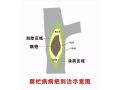 蘋果園春季澆水有講究！