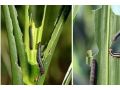 省植保站發(fā)布：這幾種大蟲子同時來禍害玉米，后果嚴(yán)重，抓緊防治！