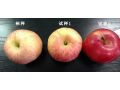 蘋果上色慢、紅度差，怎么辦？影響色度的原因有哪些？