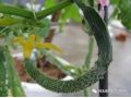 黃瓜彎瓜原因已找全，現在一定要避免！