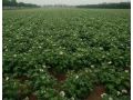 二、三、四膜種植馬鈴薯技術(shù)，4月底上市