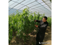 扎根設(shè)施農(nóng)業(yè)，一路勇敢前行