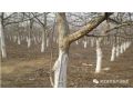 今年冬天有點(diǎn)冷，果樹冬春發(fā)生凍害后怎么辦？