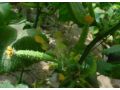 大棚蔬菜施用植物調(diào)節(jié)劑，謹(jǐn)防這些藥害
