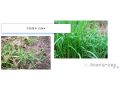 你家地里如果有這些惡性雜草，試試這個配方，一遍干凈