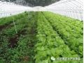 大棚蔬菜種植的7大誤區(qū)！菜農(nóng)們一定要記住大棚蔬菜種植的7大誤區(qū)！菜農(nóng)們一定要記住