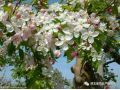 蘋果開(kāi)花前后病蟲(chóng)害防治用藥推薦！