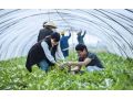 加拿大有機(jī)農(nóng)業(yè)能給我國帶來哪些啟示？